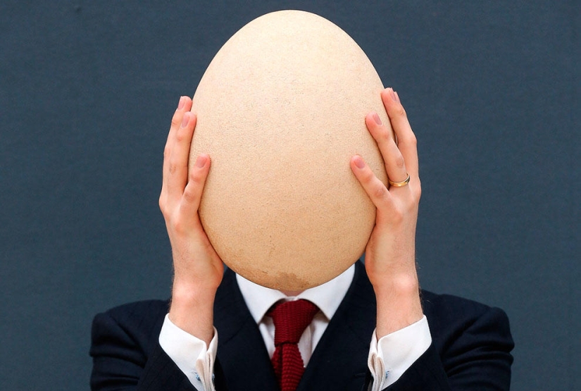 Animals that make news