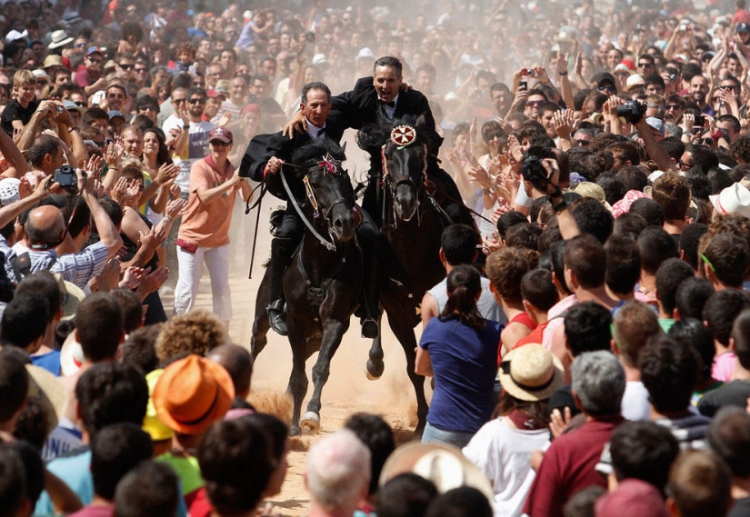 Animals that make news