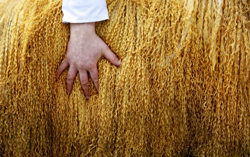 Animals that make news