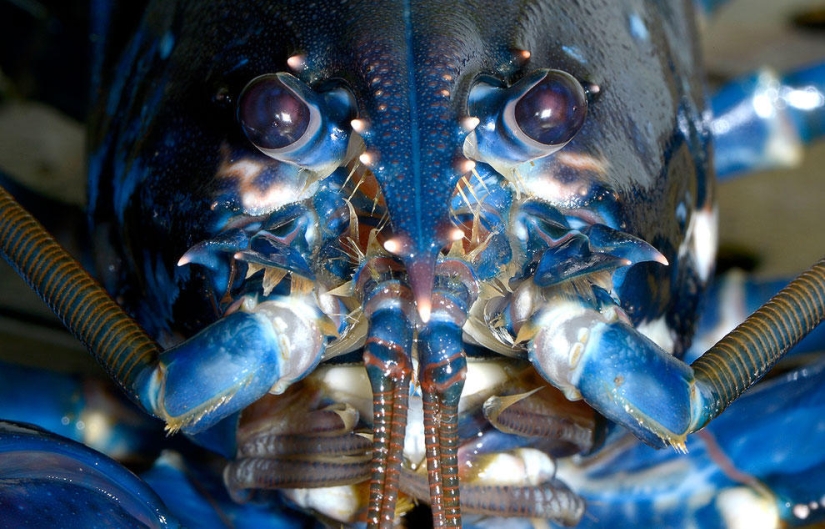 Animals that make news