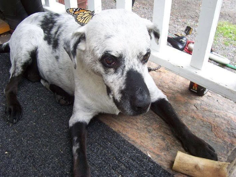 Animals with vitiligo, which seemed to lack paint