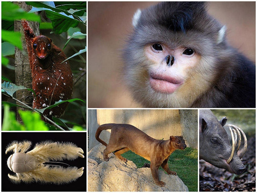 Animals You Didn't Even Know Existed Animals You Didn't Even Know Existed