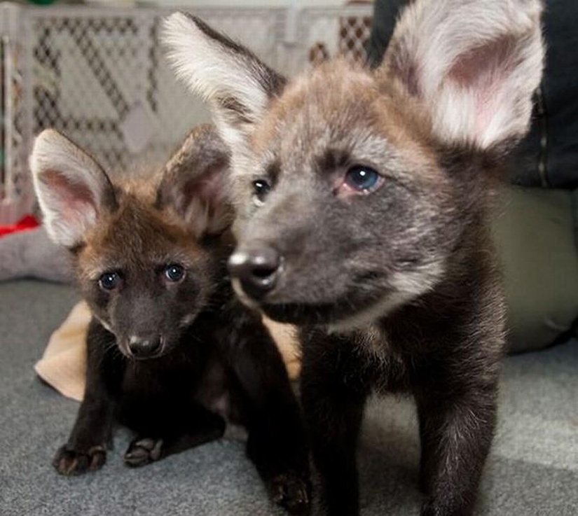 Animals You Didn't Even Know Existed Animals You Didn't Even Know Existed