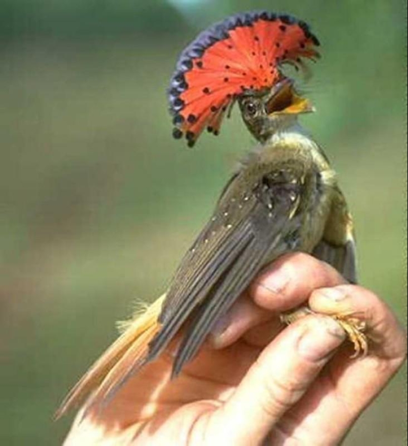 Animals You Didn't Even Know Existed Animals You Didn't Even Know Existed