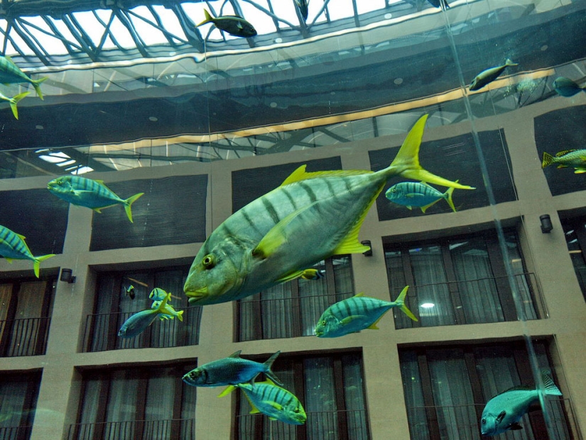Aquadom - un enorme acuario en el Radisson Blu Hotel