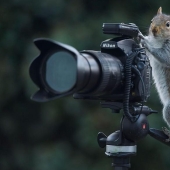 Ardillas curiosas captadas por fotógrafo británico