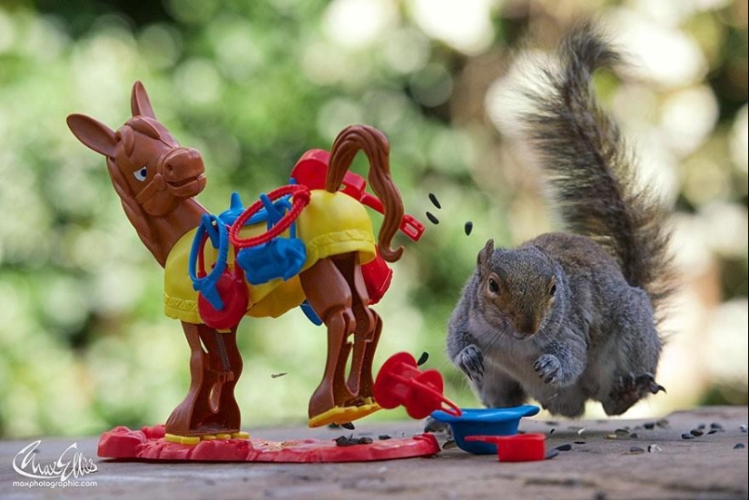 Ardillas curiosas captadas por fotógrafo británico