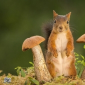 Ardillas desde la ventana: ¡es increíble!