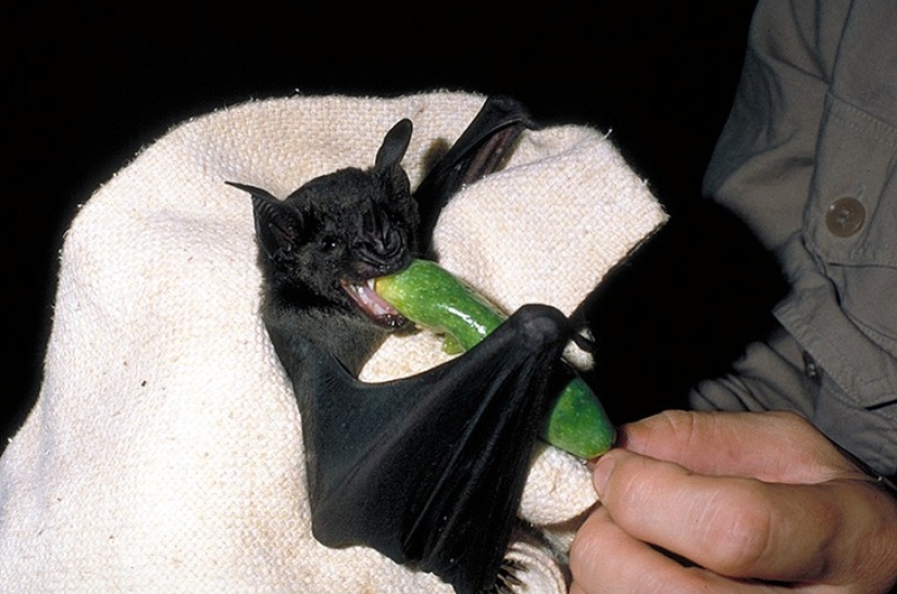 Are you still afraid of bats? Then we go to you! Are you still afraid of bats? Then we go to you!