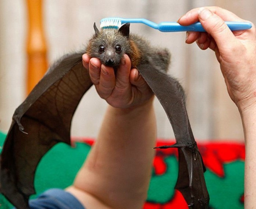 Are you still afraid of bats? Then we go to you! Are you still afraid of bats? Then we go to you!
