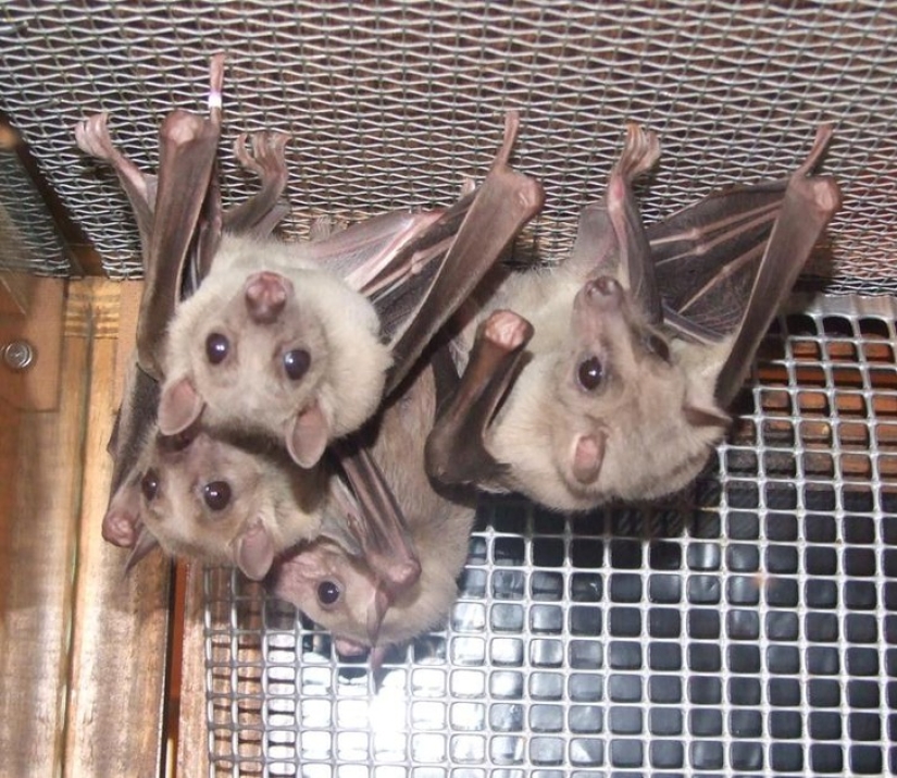 Are you still afraid of bats? Then we go to you! Are you still afraid of bats? Then we go to you!
