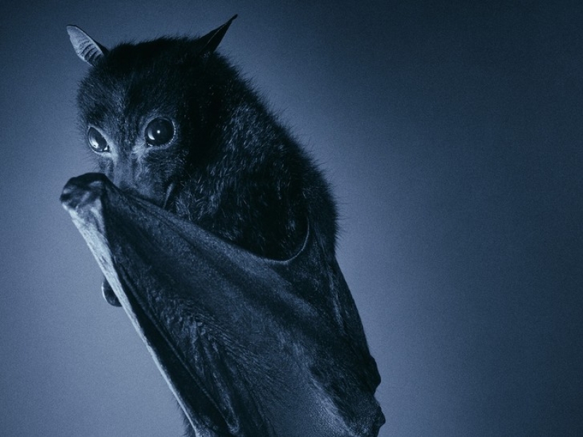 Are you still afraid of bats? Then we go to you! Are you still afraid of bats? Then we go to you!