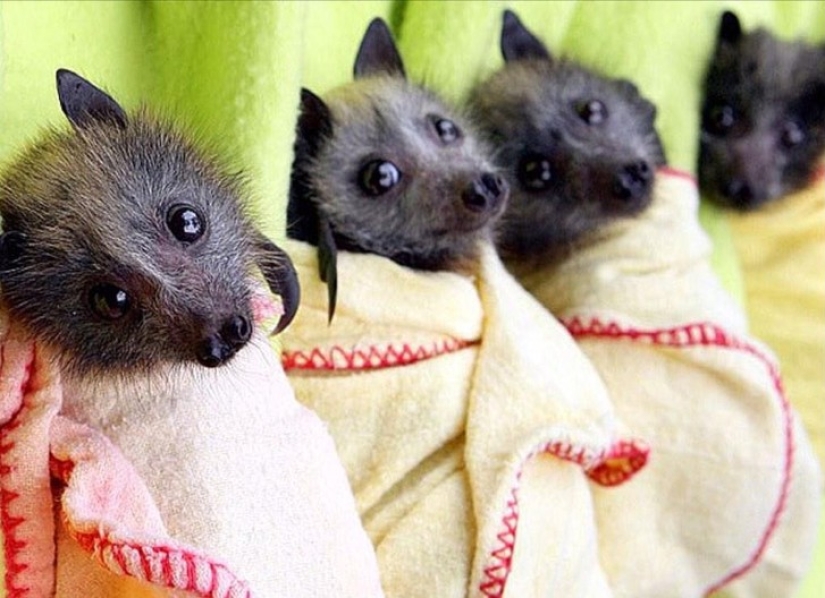 Are you still afraid of bats? Then we go to you! Are you still afraid of bats? Then we go to you!