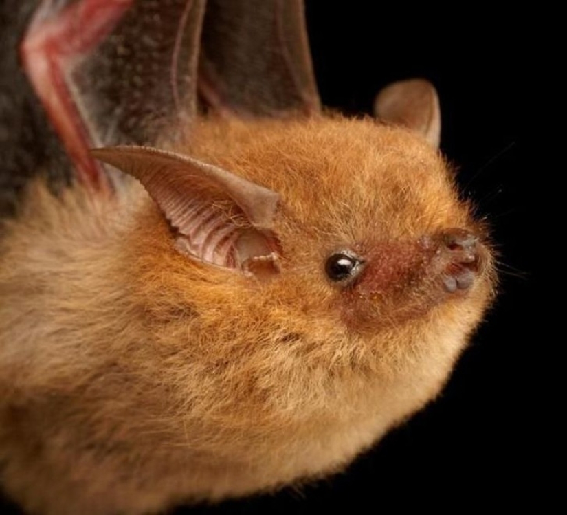 Are you still afraid of bats? Then we go to you! Are you still afraid of bats? Then we go to you!