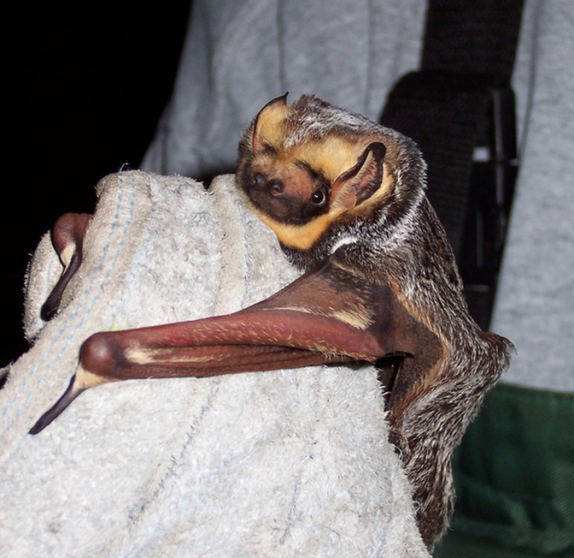 Are you still afraid of bats? Then we go to you! Are you still afraid of bats? Then we go to you!