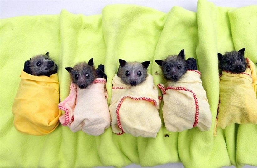 Are you still afraid of bats? Then we go to you! Are you still afraid of bats? Then we go to you!