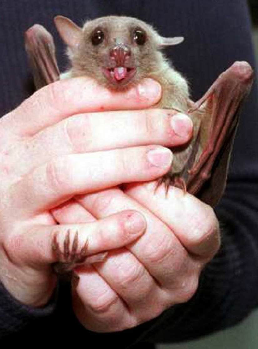 Are you still afraid of bats? Then we go to you! Are you still afraid of bats? Then we go to you!