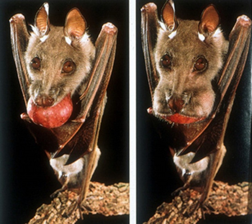 Are you still afraid of bats? Then we go to you! Are you still afraid of bats? Then we go to you!