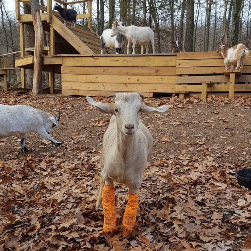 Arribista renunció al trabajo duro para criar cabras huérfanas