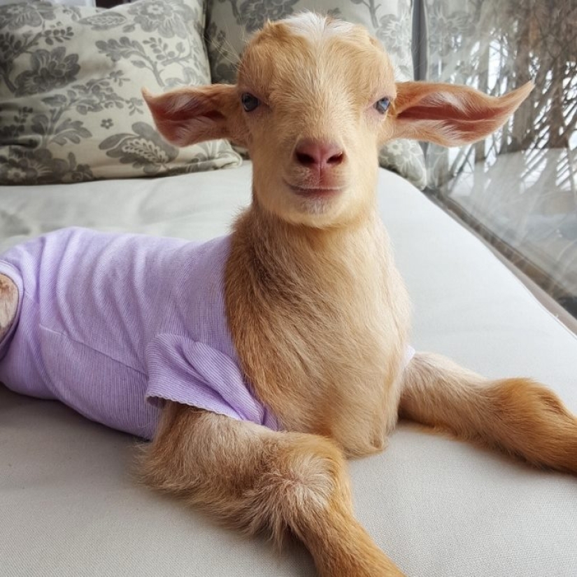 Arribista renunció al trabajo duro para criar cabras huérfanas