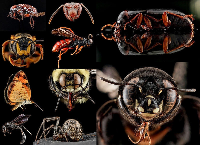 Arthropods - nowhere closer