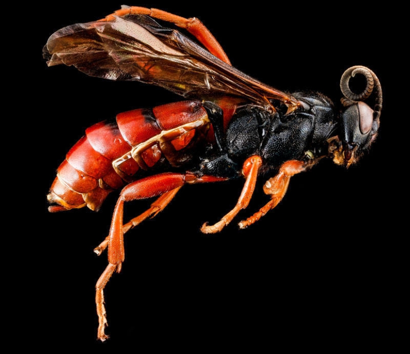 Arthropods - nowhere closer