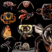 Arthropods - nowhere closer Arthropods - nowhere closer