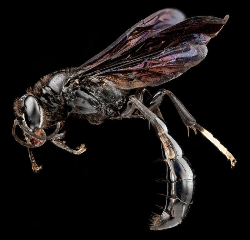 Artrópodos: nada más cerca