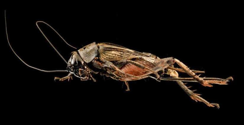 Artrópodos: nada más cerca