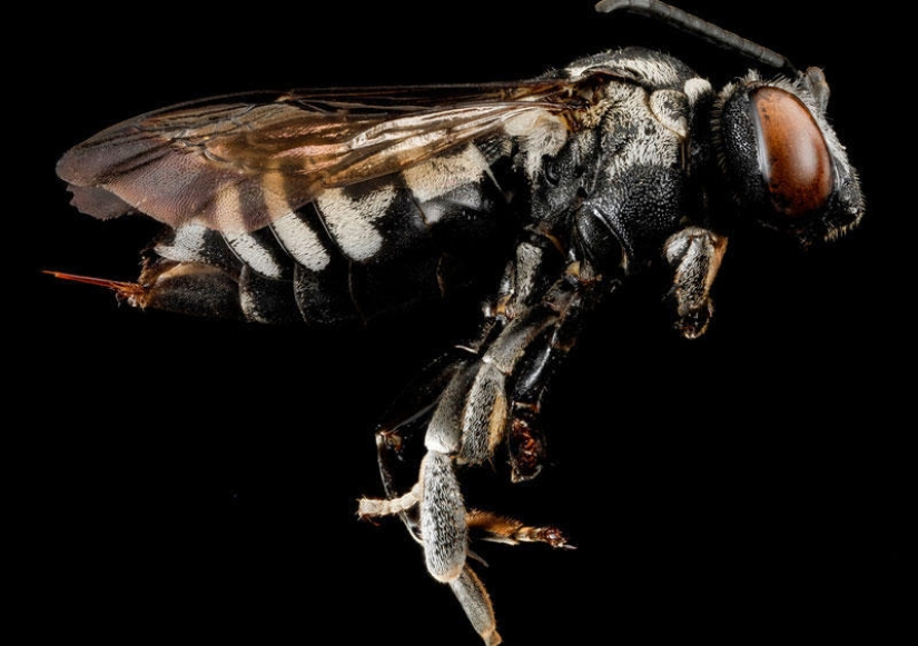 Artrópodos: nada más cerca