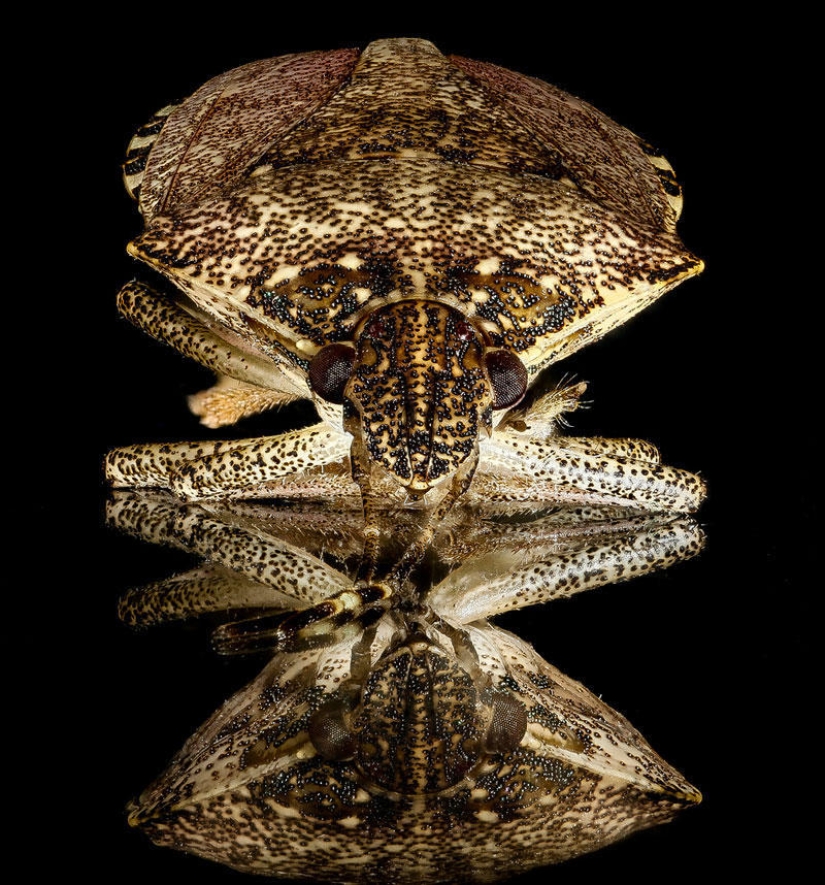 Artrópodos: nada más cerca