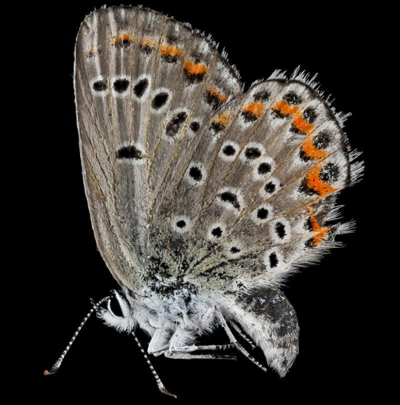 Artrópodos: nada más cerca