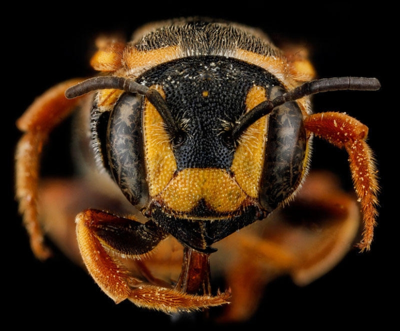 Artrópodos: nada más cerca