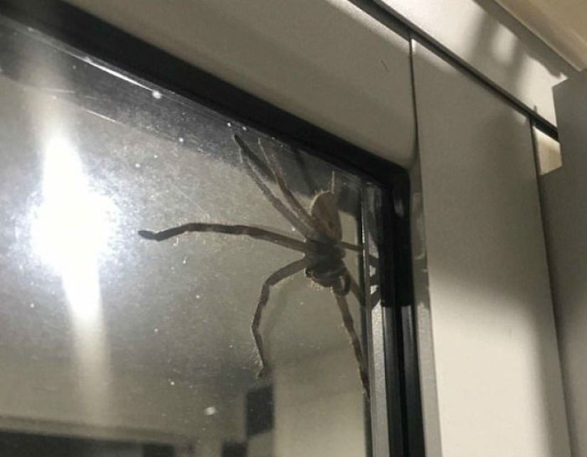 Australia fotografió, al parecer, la araña más grande del mundo Australia fotografió, al parecer, la araña más grande del mundo