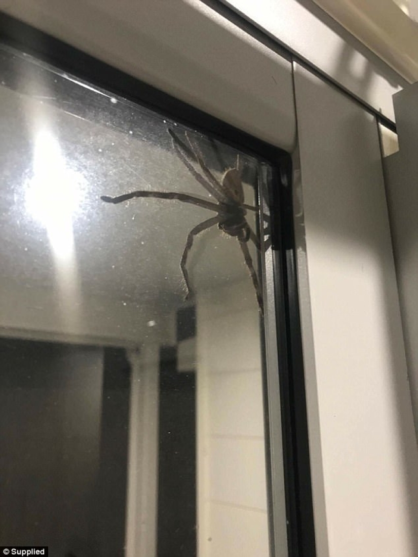 Australia fotografió, al parecer, la araña más grande del mundo Australia fotografió, al parecer, la araña más grande del mundo