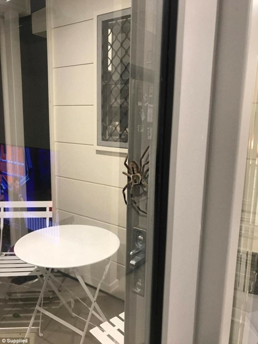 Australia photographed, it seems, the largest spider in the world Australia photographed, it seems, the largest spider in the world