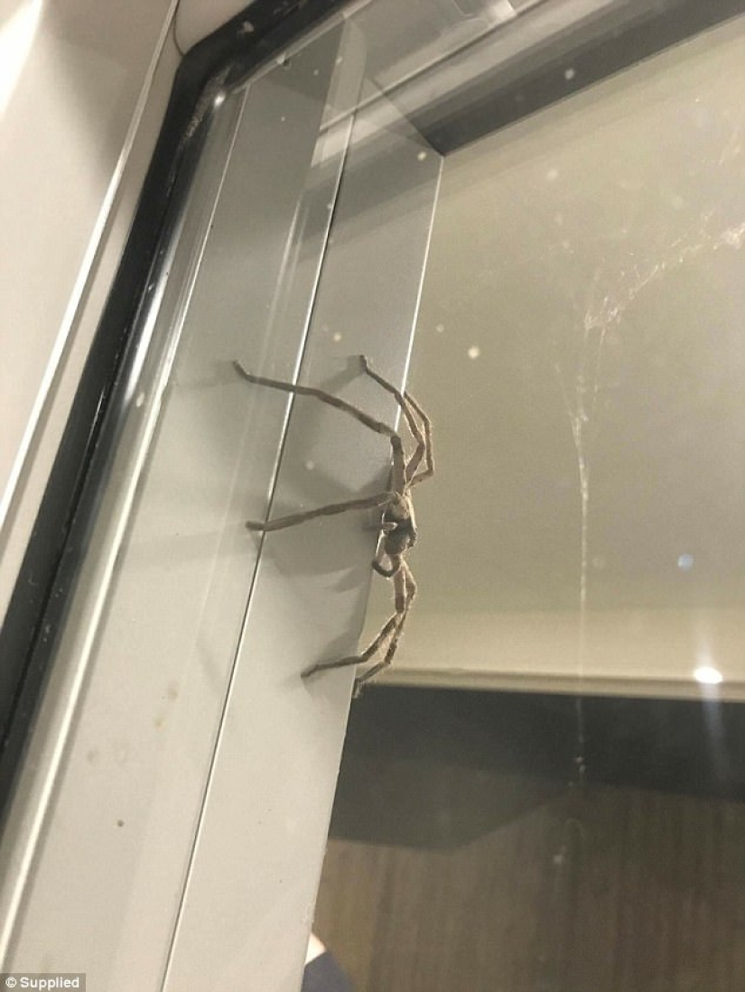 Australia photographed, it seems, the largest spider in the world Australia photographed, it seems, the largest spider in the world