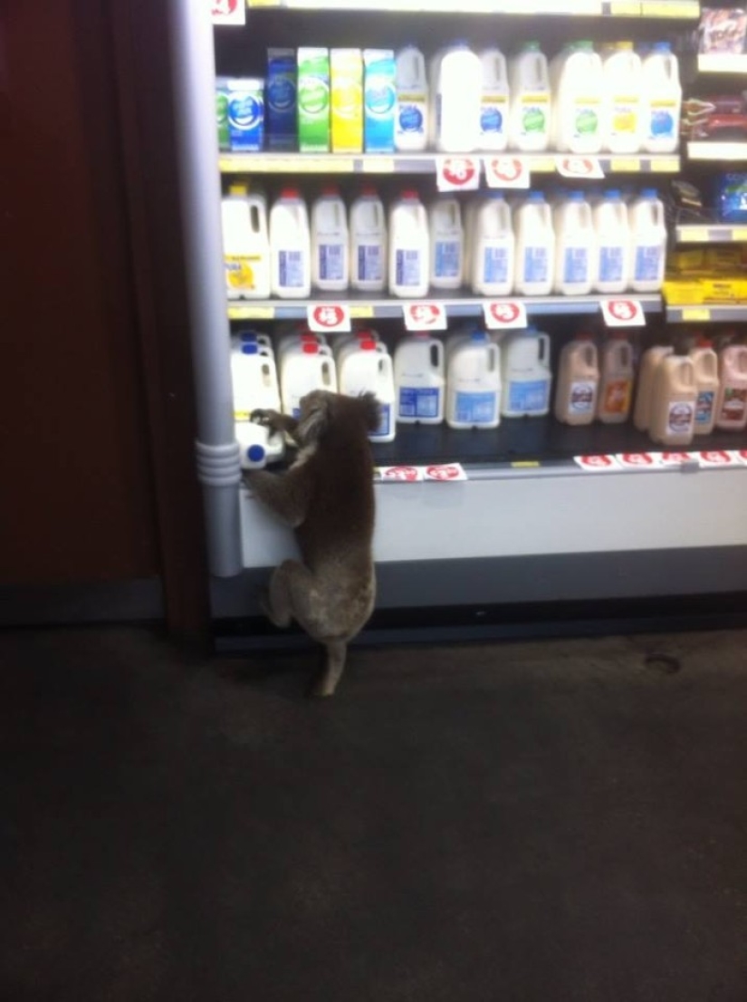 Australian animals that don't care about your stereotypes