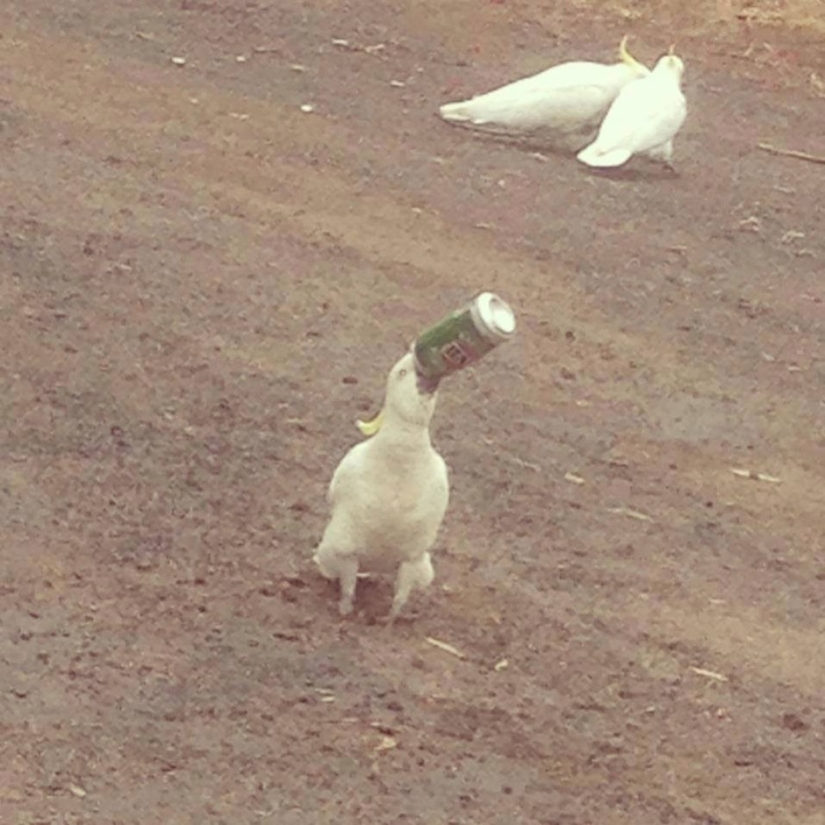 Australian animals that don't care about your stereotypes