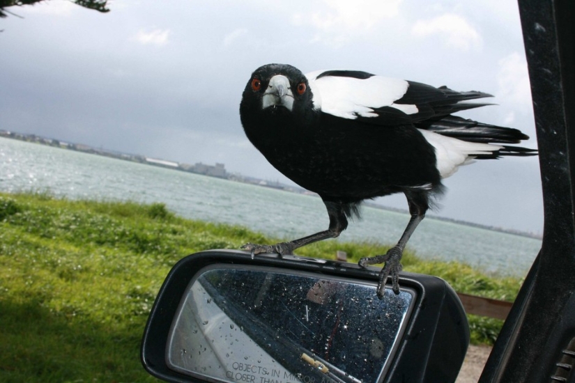 Australian animals that don't care about your stereotypes