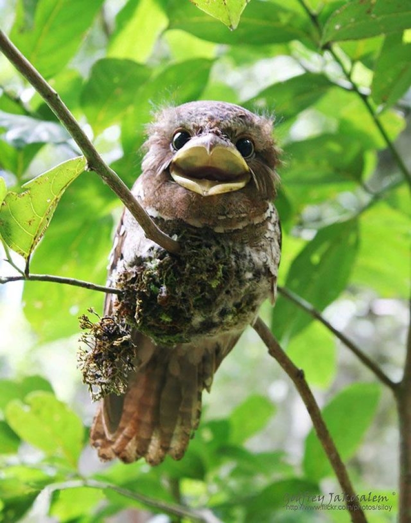 Aves que parecen búhos pero no lo son Aves que parecen búhos pero no lo son