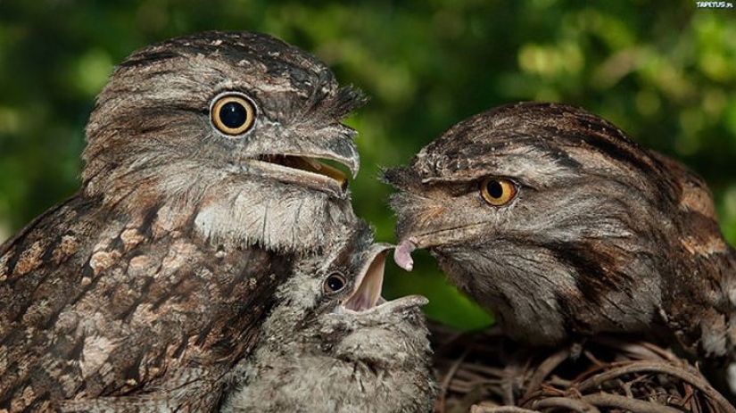 Aves que parecen búhos pero no lo son Aves que parecen búhos pero no lo son