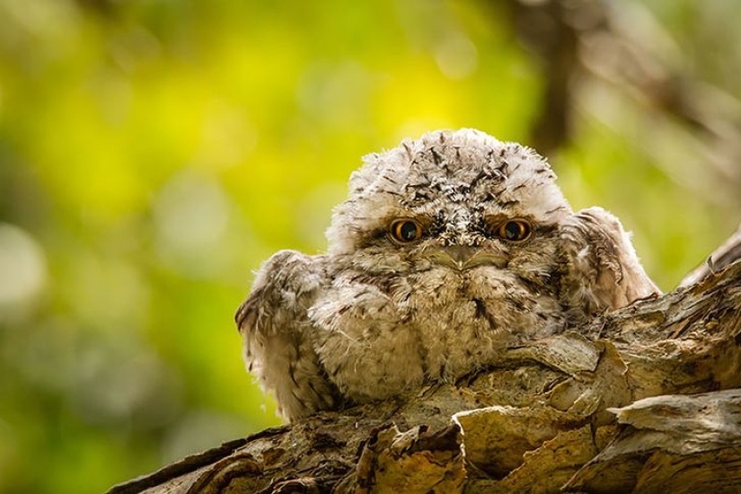 Aves que parecen búhos pero no lo son Aves que parecen búhos pero no lo son