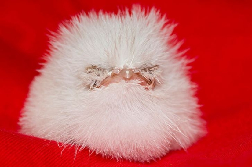 Aves que parecen búhos pero no lo son Aves que parecen búhos pero no lo son