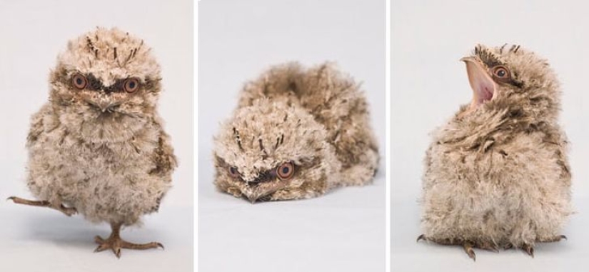 Aves que parecen búhos pero no lo son Aves que parecen búhos pero no lo son