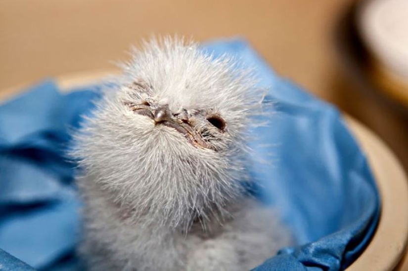 Aves que parecen búhos pero no lo son Aves que parecen búhos pero no lo son
