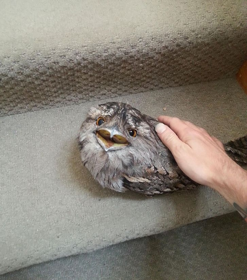 Aves que parecen búhos pero no lo son Aves que parecen búhos pero no lo son