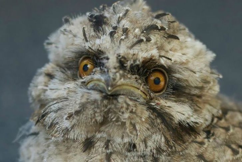 Aves que parecen búhos pero no lo son Aves que parecen búhos pero no lo son