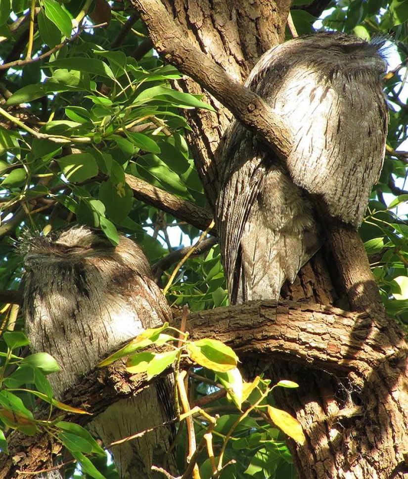 Aves que parecen búhos pero no lo son Aves que parecen búhos pero no lo son