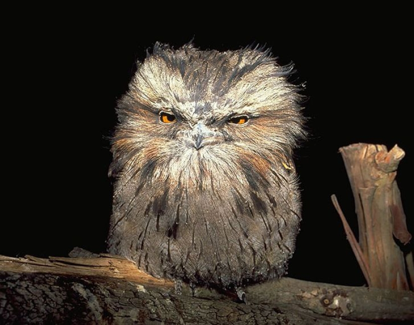 Aves que parecen búhos pero no lo son Aves que parecen búhos pero no lo son